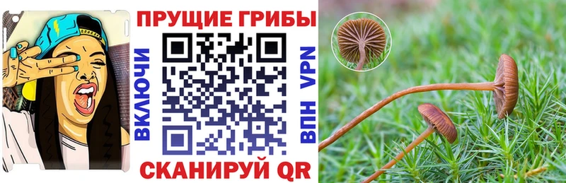 Галлюциногенные грибы Magic Shrooms  Купить где  Тула 