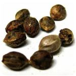 Семена марихуаны АК-47  (Seeds AK-47) в Туле